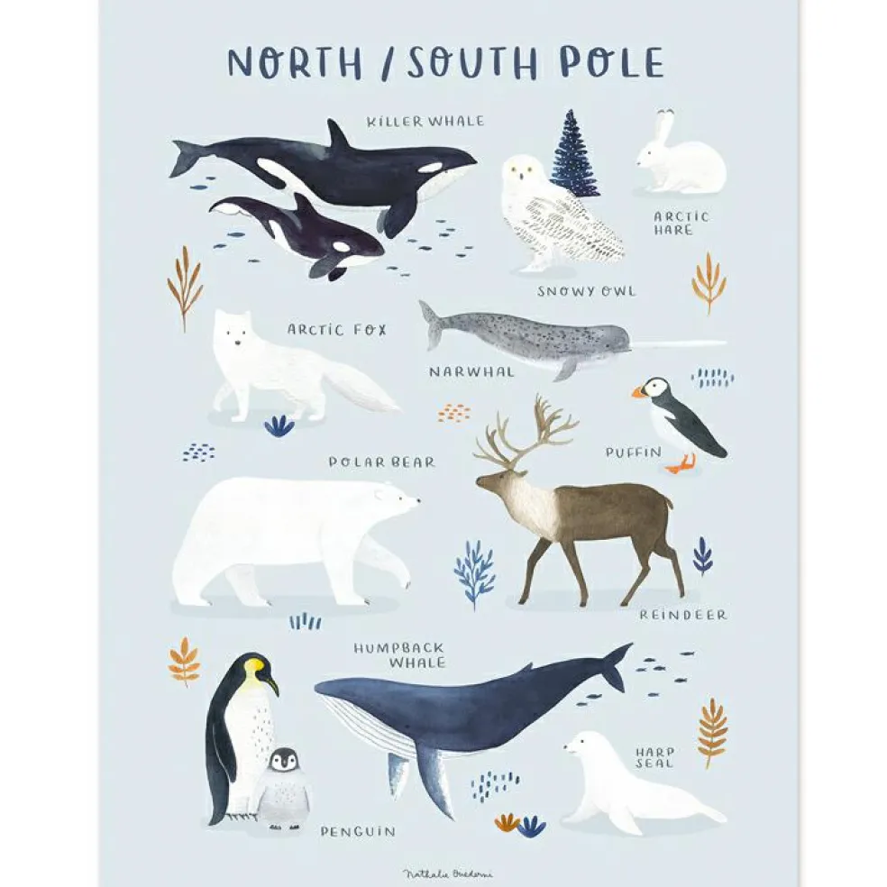 Affiche Animaux des Pôles Nord et Sud (30 x 40 cm)