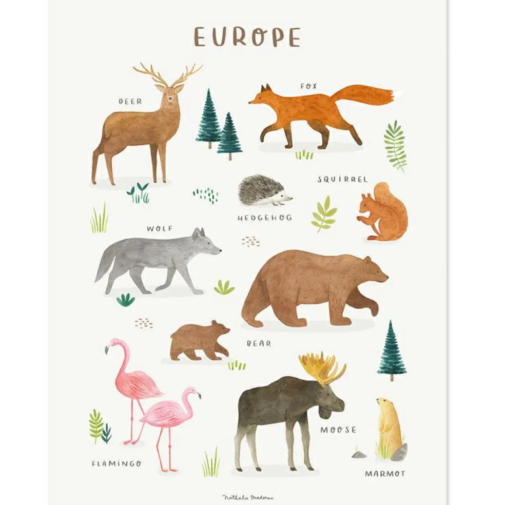 Affiche Animaux d'Europe (30 x 40 cm)