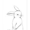 Affiche lapin de face (30 x 40 cm)