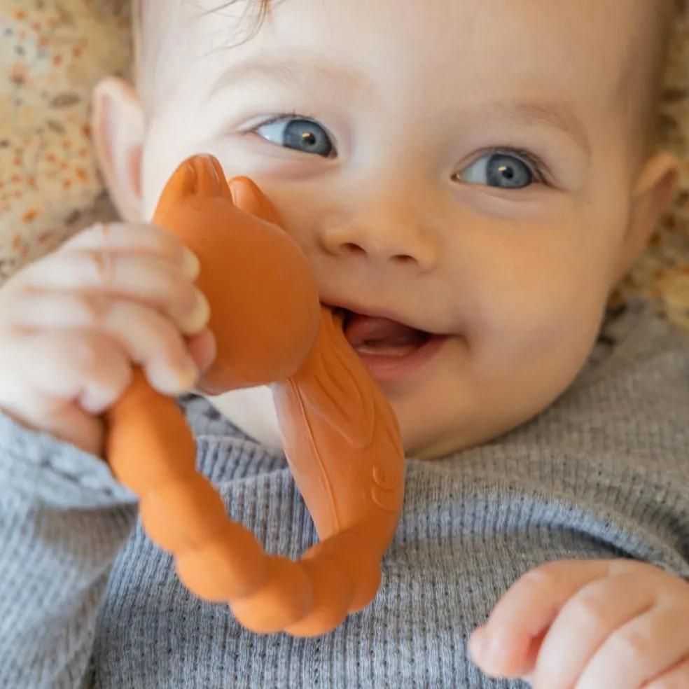 Anneau de dentition Renard