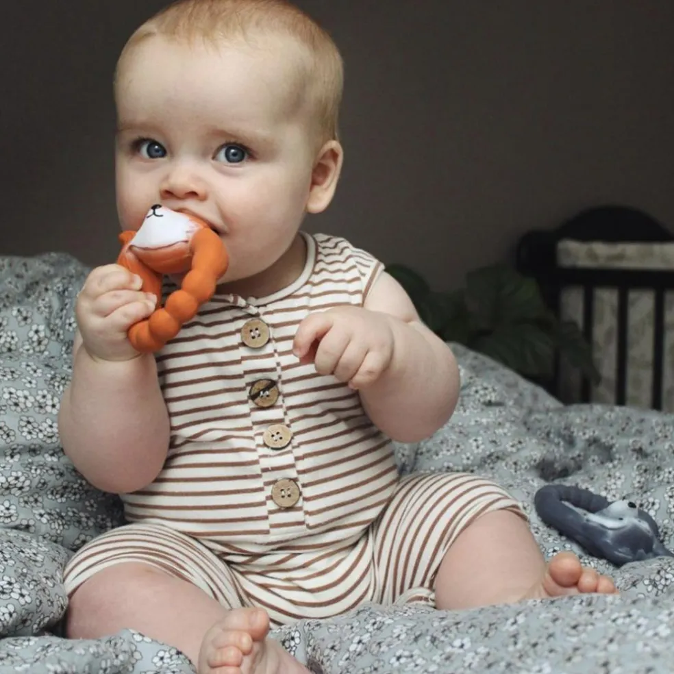 Anneau de dentition Renard