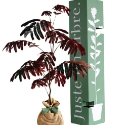 Arbre à offrir Arbre à soie pourpre - Joie et équilibre