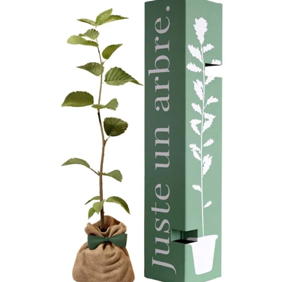 Arbre à offrir Charme commun - Protection et Amour