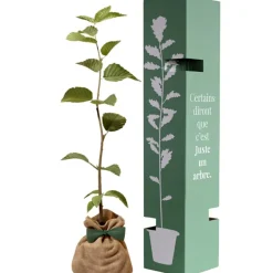 Arbre à offrir Charme commun - Protection et Amour