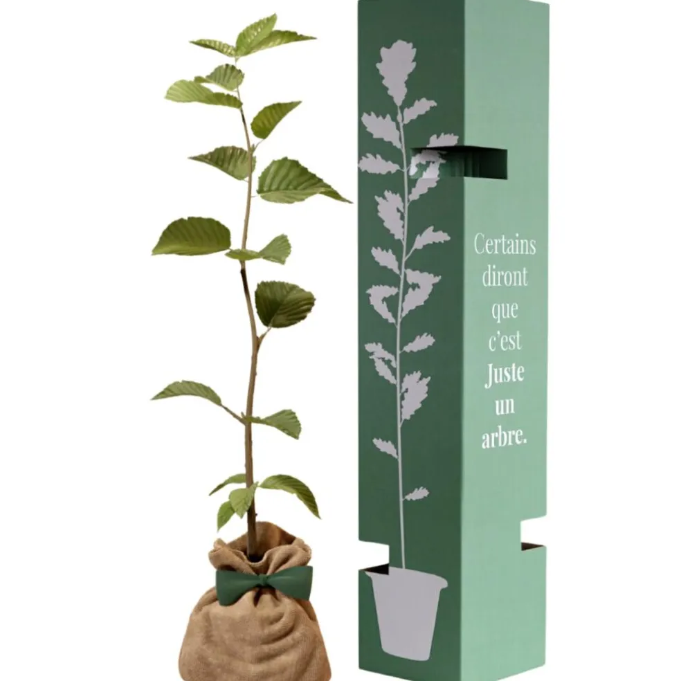 Arbre à offrir Charme commun - Protection et Amour