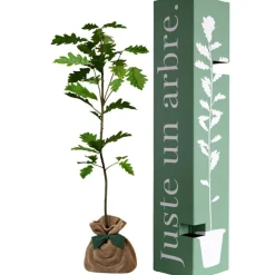 Arbre à offrir Chêne Pédonculé - Force, Longévité et Durabilité
