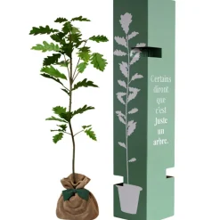 Arbre à offrir Chêne Pédonculé - Force, Longévité et Durabilité
