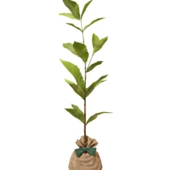 Arbre à offrir Châtaigner Commun - Résilience et Générosité