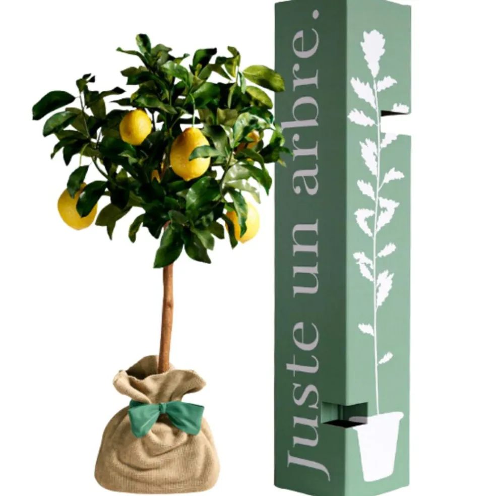 Arbre à offrir Citronnier des 4 Saisons - Chance et prospérité