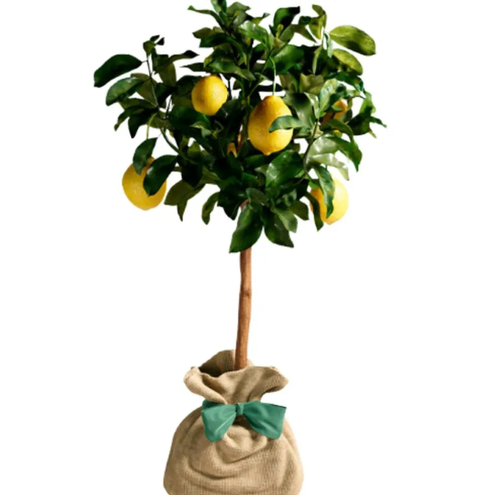 Arbre à offrir Citronnier des 4 Saisons - Chance et prospérité