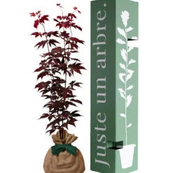 Arbre à offrir Erable du Japon - Sérénité et Transformation