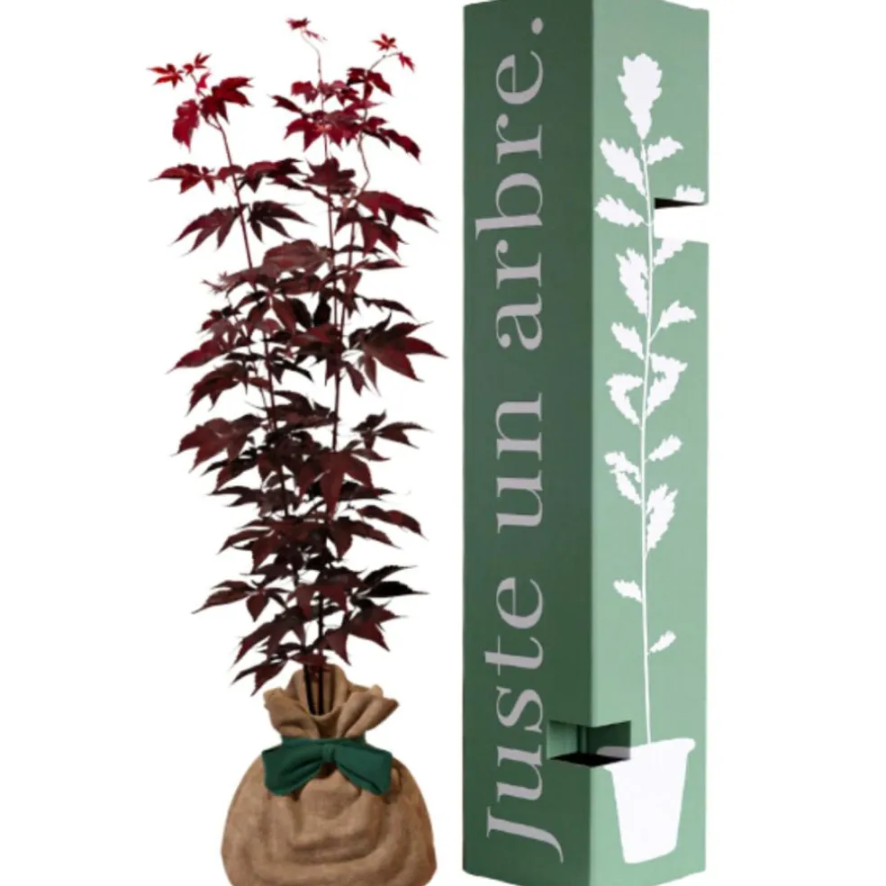 Arbre à offrir Erable du Japon - Sérénité et Transformation