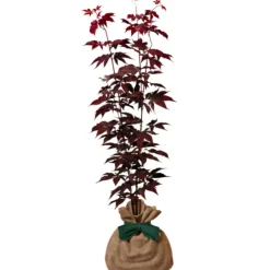 Arbre à offrir Erable du Japon - Sérénité et Transformation