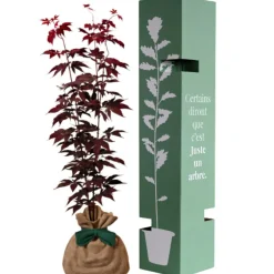 Arbre à offrir Erable du Japon - Sérénité et Transformation