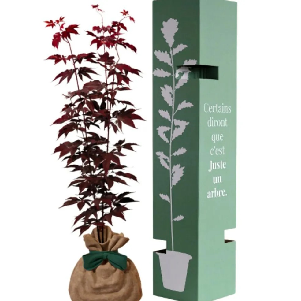 Arbre à offrir Erable du Japon - Sérénité et Transformation