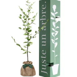 Arbre à offrir Hêtre Commun - Tolérance, Sagesse et Apprentissage