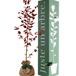 Arbre à offrir Hêtre Pourpre - Majesté et Sagesse