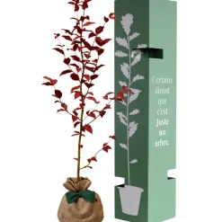 Arbre à offrir Hêtre Pourpre - Majesté et Sagesse