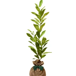 Arbre à offrir Magnolia Etoilé - Noblesse et Persévérance