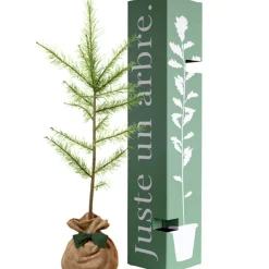 Arbre à offrir Mélèze d'Europe - Résilience et Adaptabilité