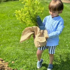 Arbre à offrir Mélèze d'Europe - Résilience et Adaptabilité