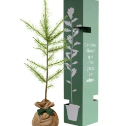 Arbre à offrir Mélèze d'Europe - Résilience et Adaptabilité