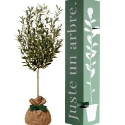 Arbre à offrir Olivier - Sérénité et Force