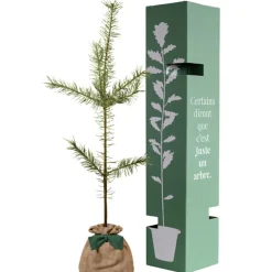 Arbre à offrir Pin Sylvestre - Immortalité et Persévérance
