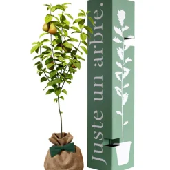 Arbre à offrir Poirier Conférence - Longévité, Prospérité et Abondance