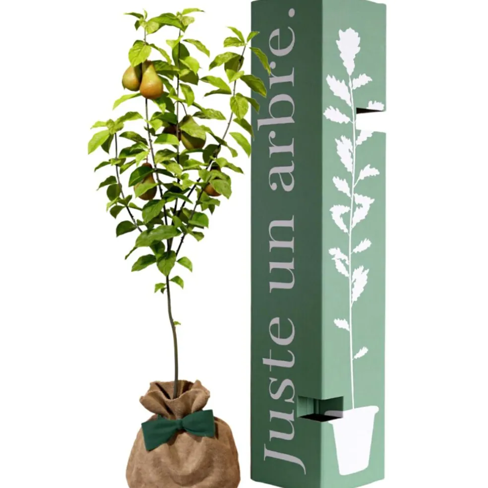 Arbre à offrir Poirier Conférence - Longévité, Prospérité et Abondance