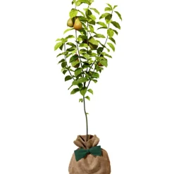 Arbre à offrir Poirier Conférence - Longévité, Prospérité et Abondance