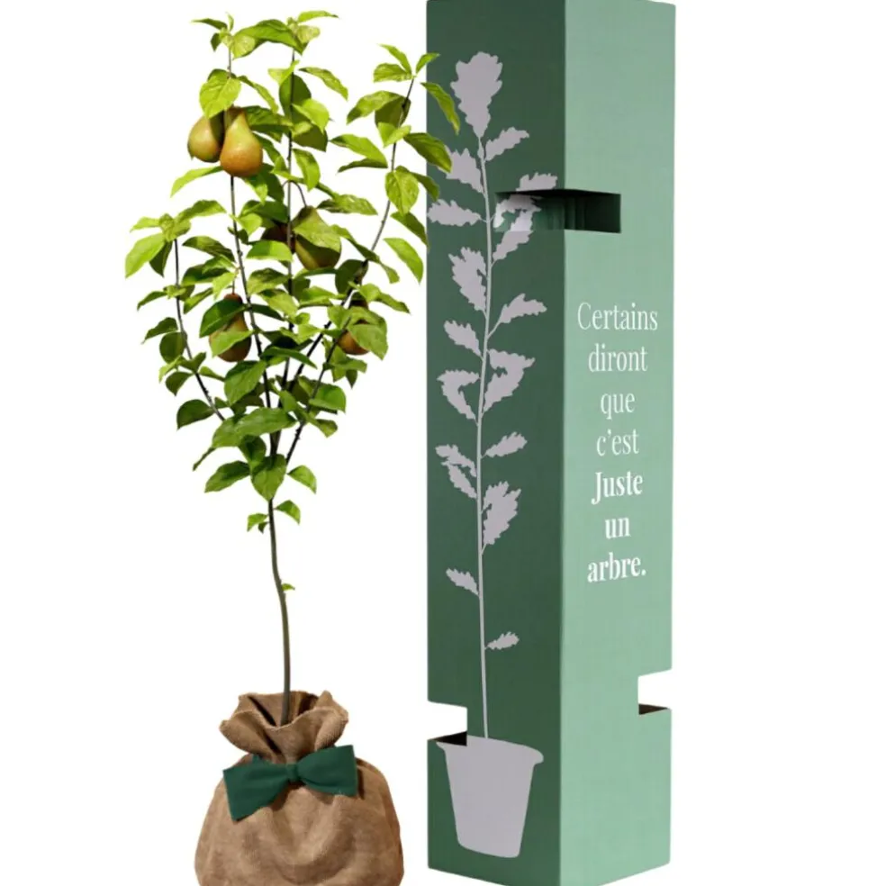 Arbre à offrir Poirier Conférence - Longévité, Prospérité et Abondance