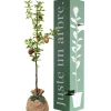 Arbre à offrir Pommier Reine des Reinettes - Fertilité et Prospérité