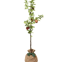 Arbre à offrir Pommier Reine des Reinettes - Fertilité et Prospérité