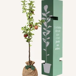 Arbre à offrir Pommier Reine des Reinettes - Fertilité et Prospérité