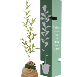 Arbre à offrir Saule Blanc - Flexibilité et Résilience