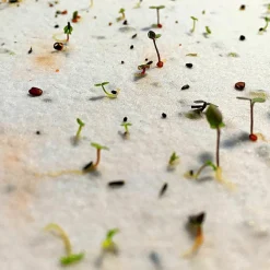 Carte à planter A5 Merci