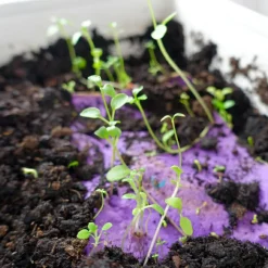 Carte à planter A5 Merci