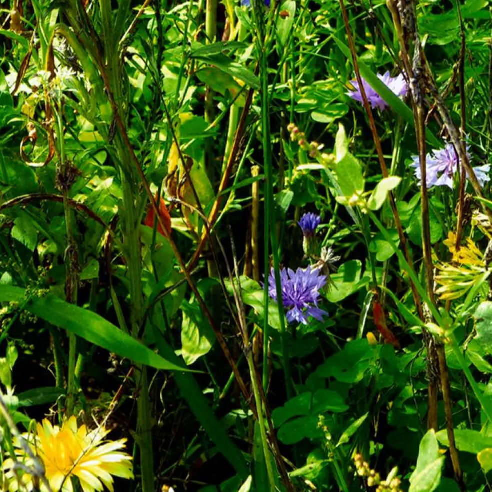 Carte à planter A5 Merci